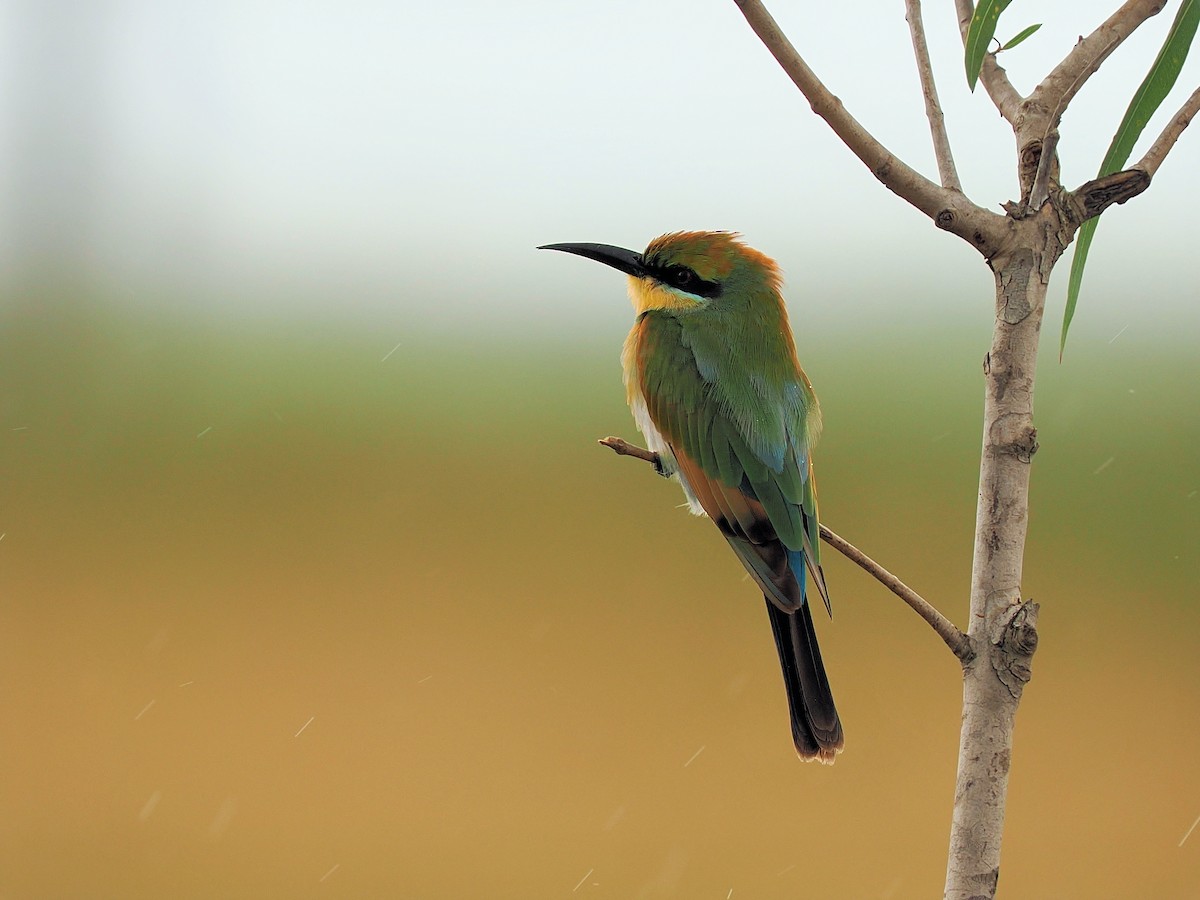 Rainbow Bee-eater - Len and Chris Ezzy