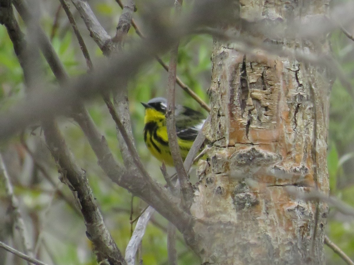 Magnolia Warbler - Dennis Kuchar