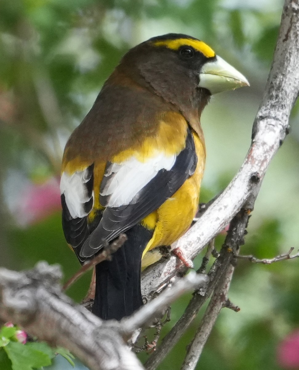 Evening Grosbeak - Georges Kleinbaum