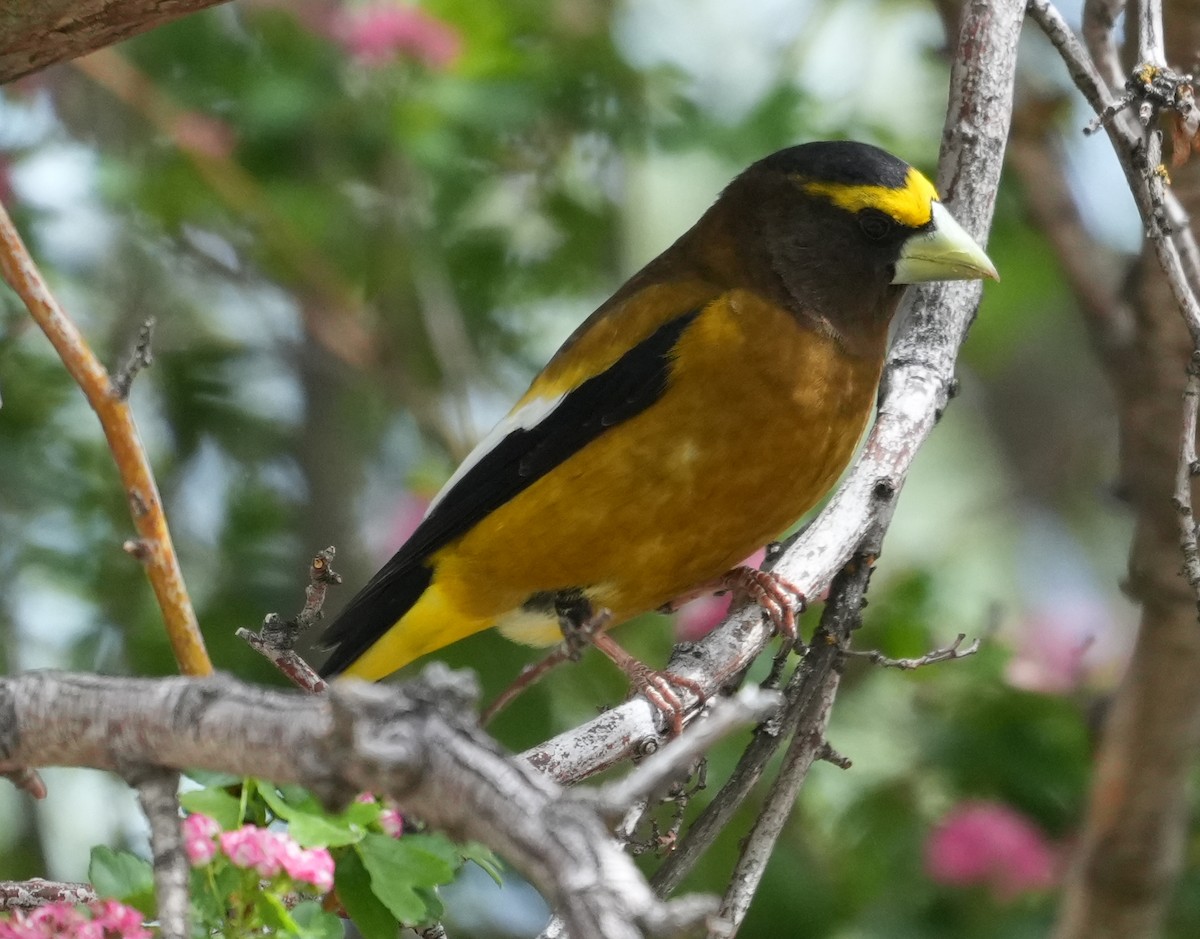 Evening Grosbeak - Georges Kleinbaum