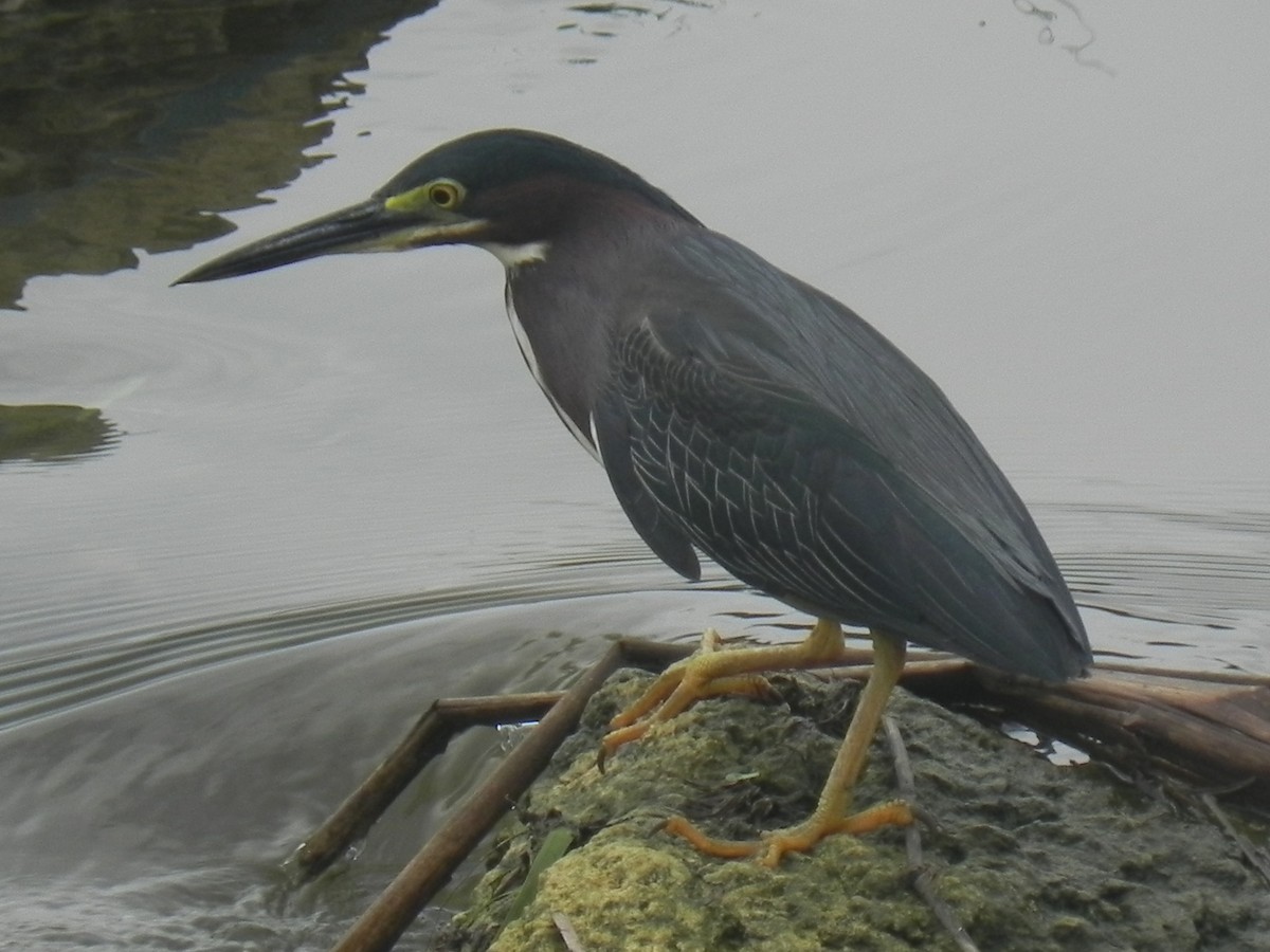 Striated Heron - John Calderón Mateus