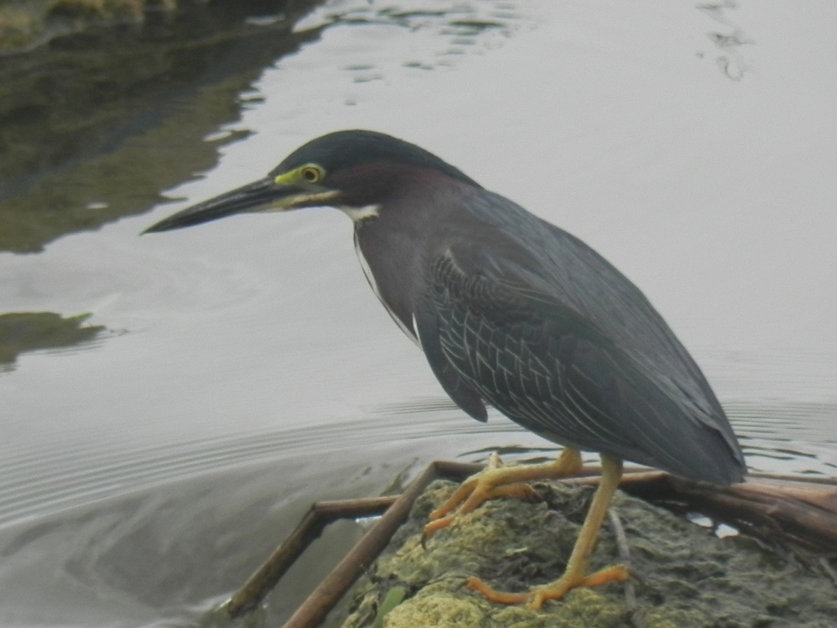 Striated Heron - John Calderón Mateus