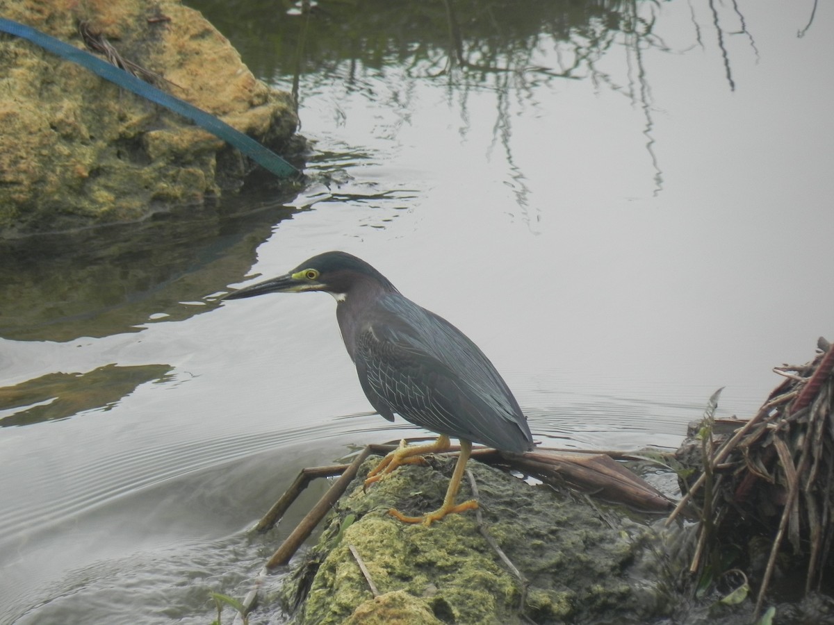 Striated Heron - John Calderón Mateus