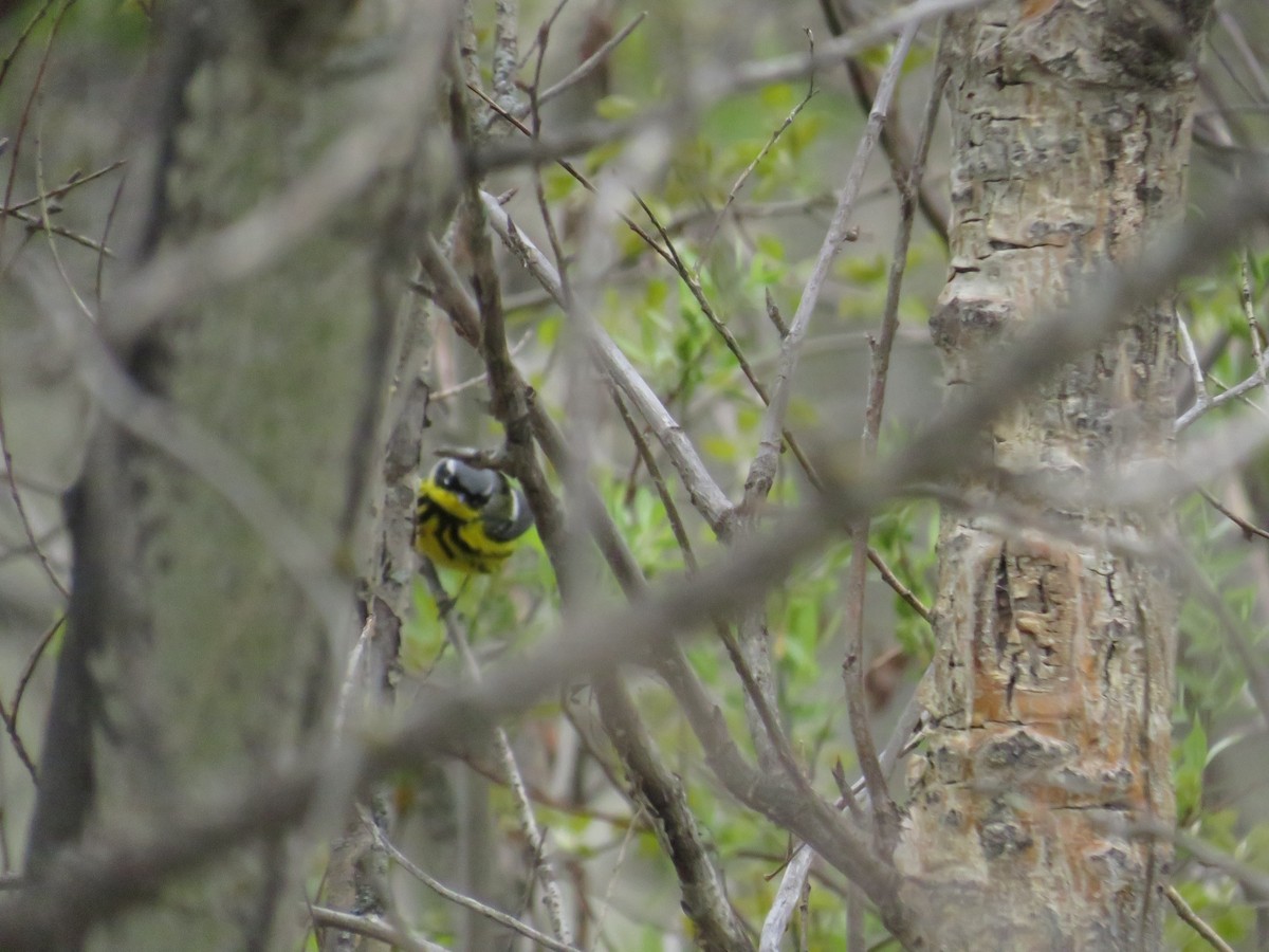 Magnolia Warbler - Dennis Kuchar