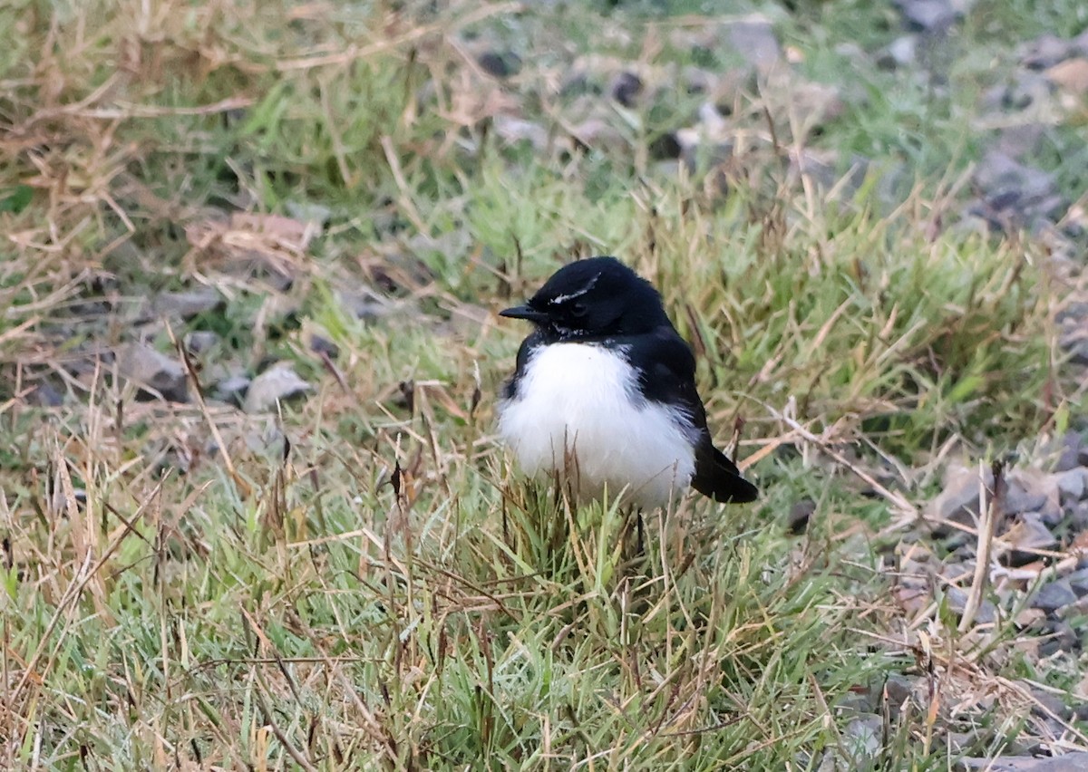 Magpie-lark - Alison Cavanagh