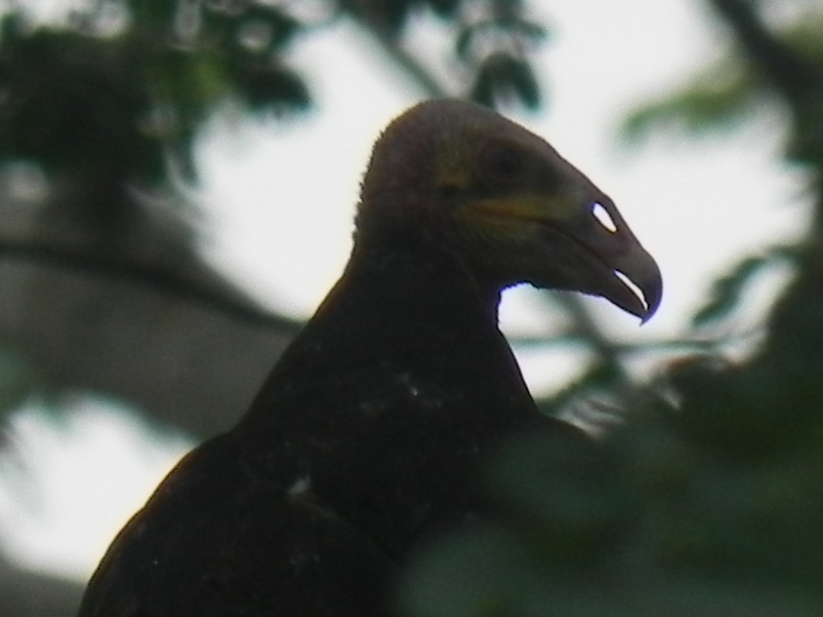 Lesser Yellow-headed Vulture - John Calderón Mateus