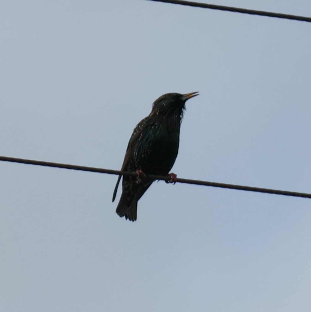 European Starling - Alison Cavanagh