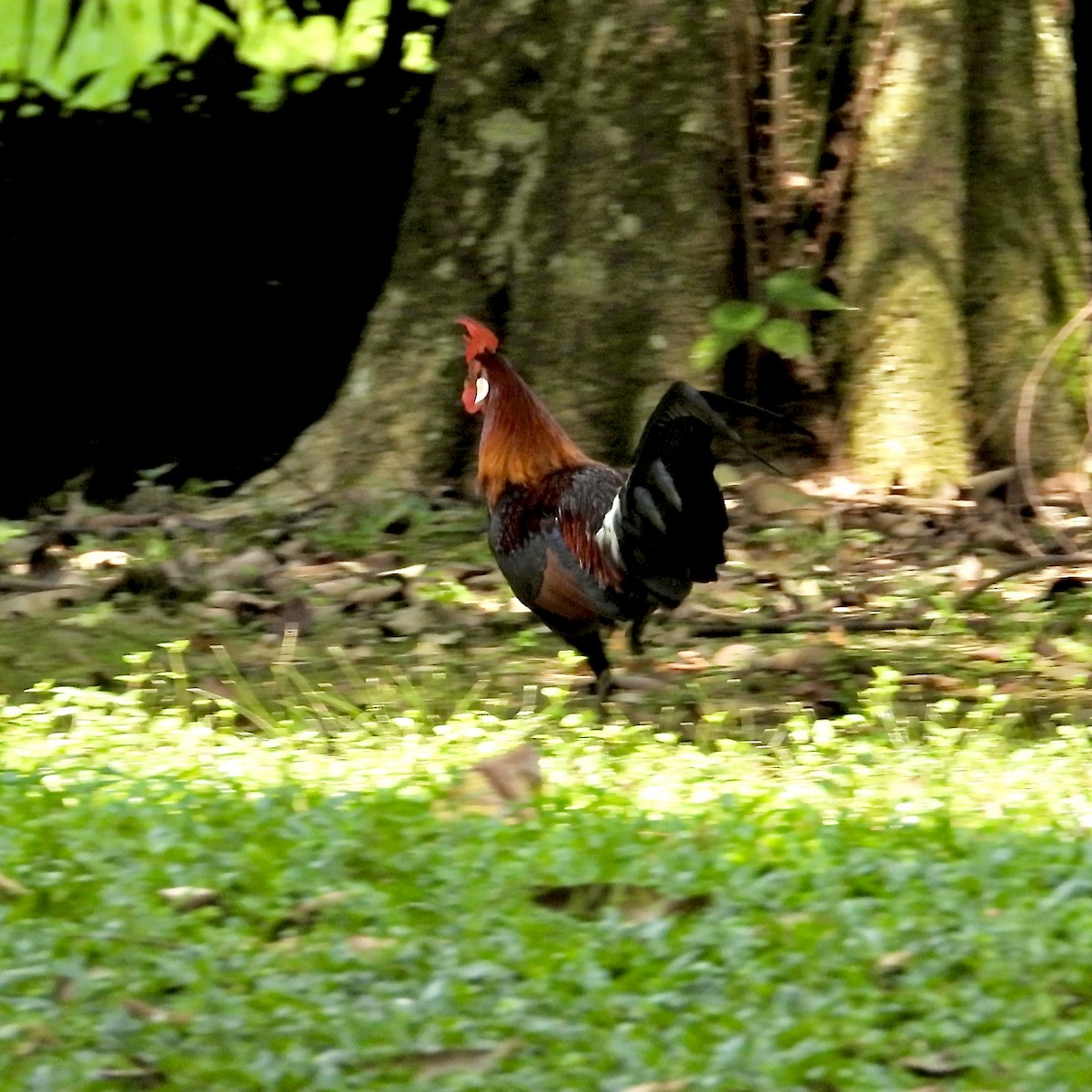 Red Junglefowl - Alisha Tay