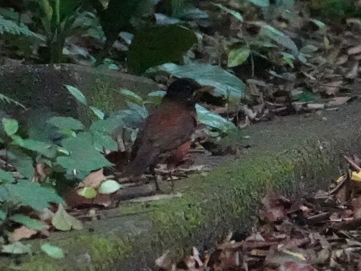 Izu Thrush - Steve Kornfeld