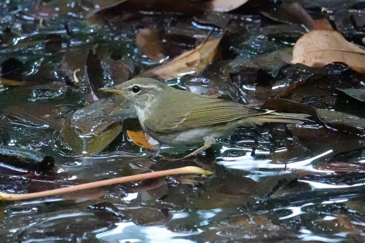 Mosquitero de Ijima - ML619556756