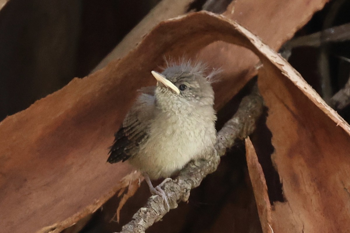 House Wren (Northern) - Ann Stockert