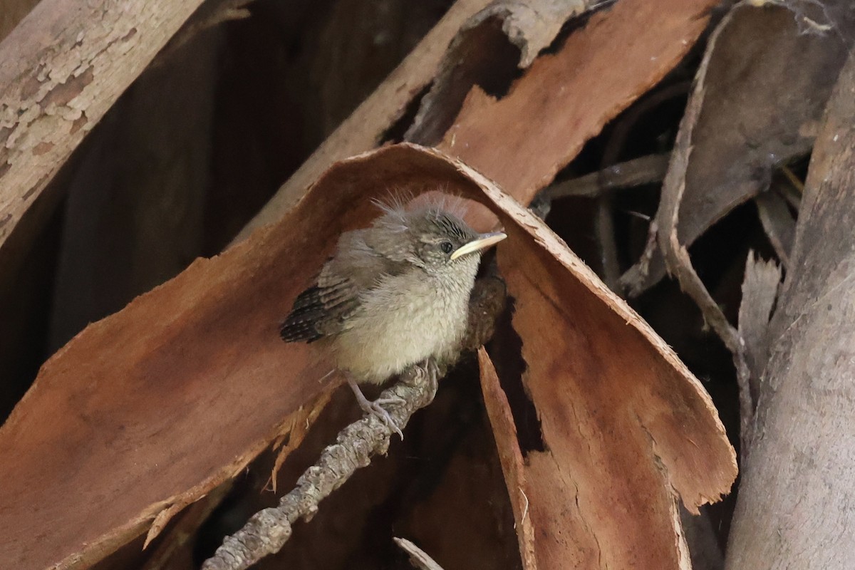 House Wren (Northern) - Ann Stockert