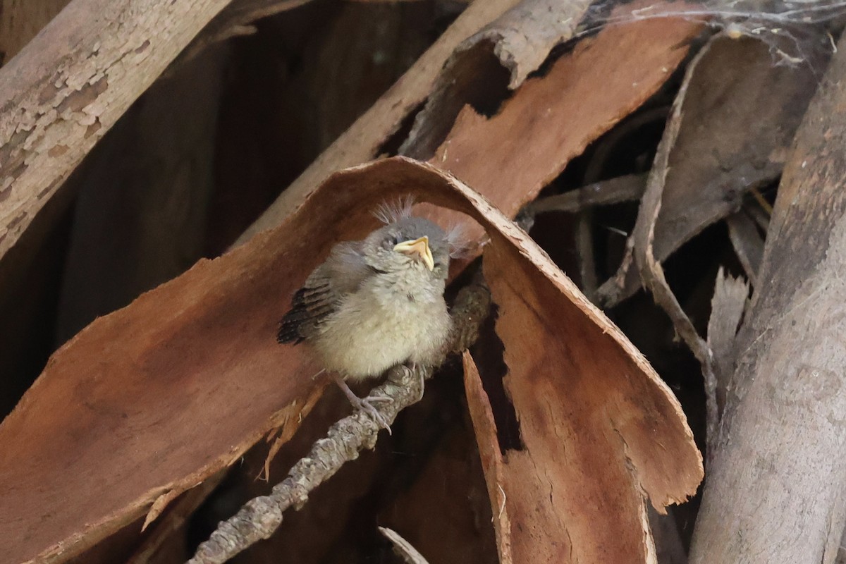 House Wren (Northern) - Ann Stockert