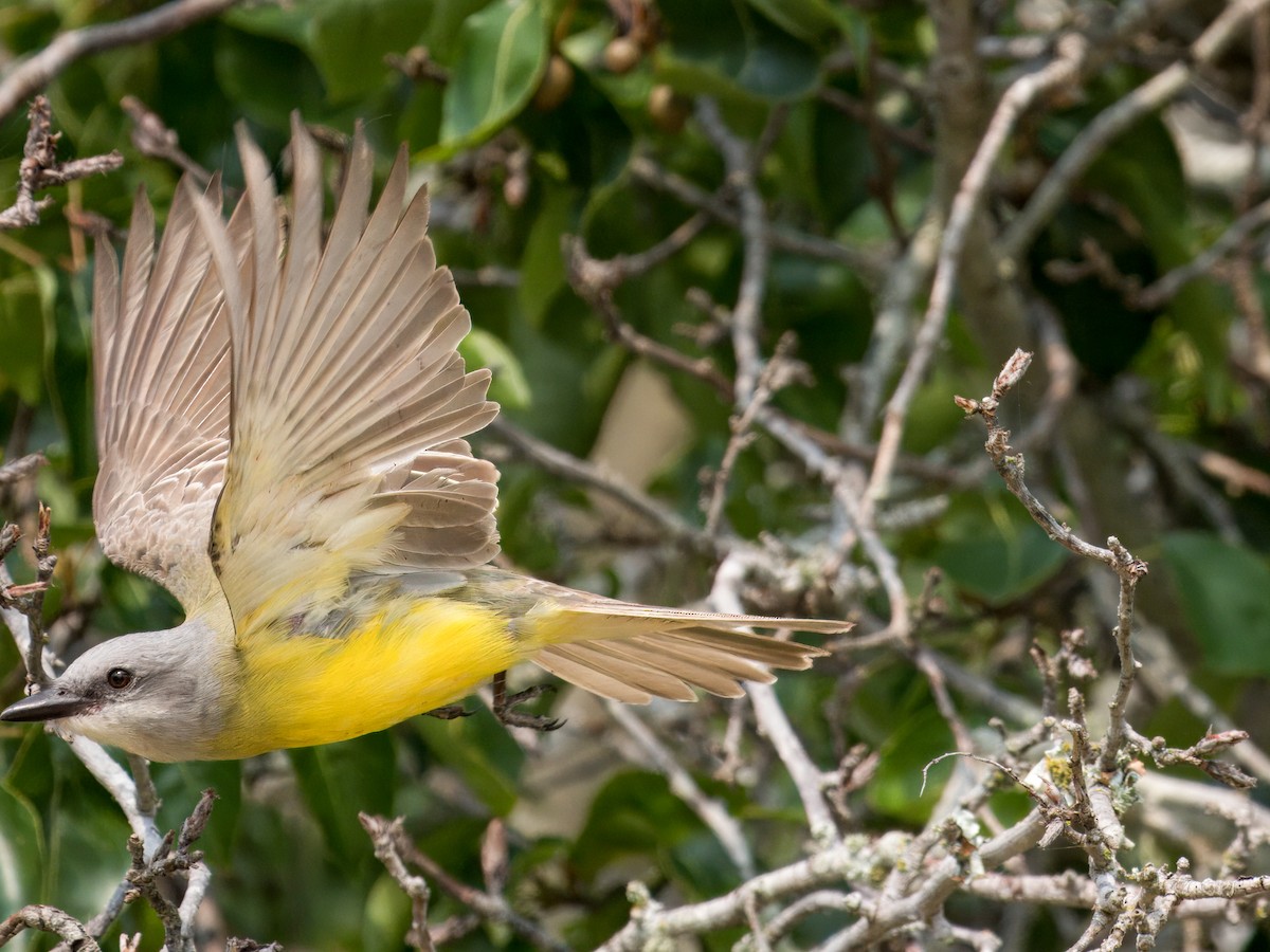 Couch's Kingbird - Cin-Ty Lee