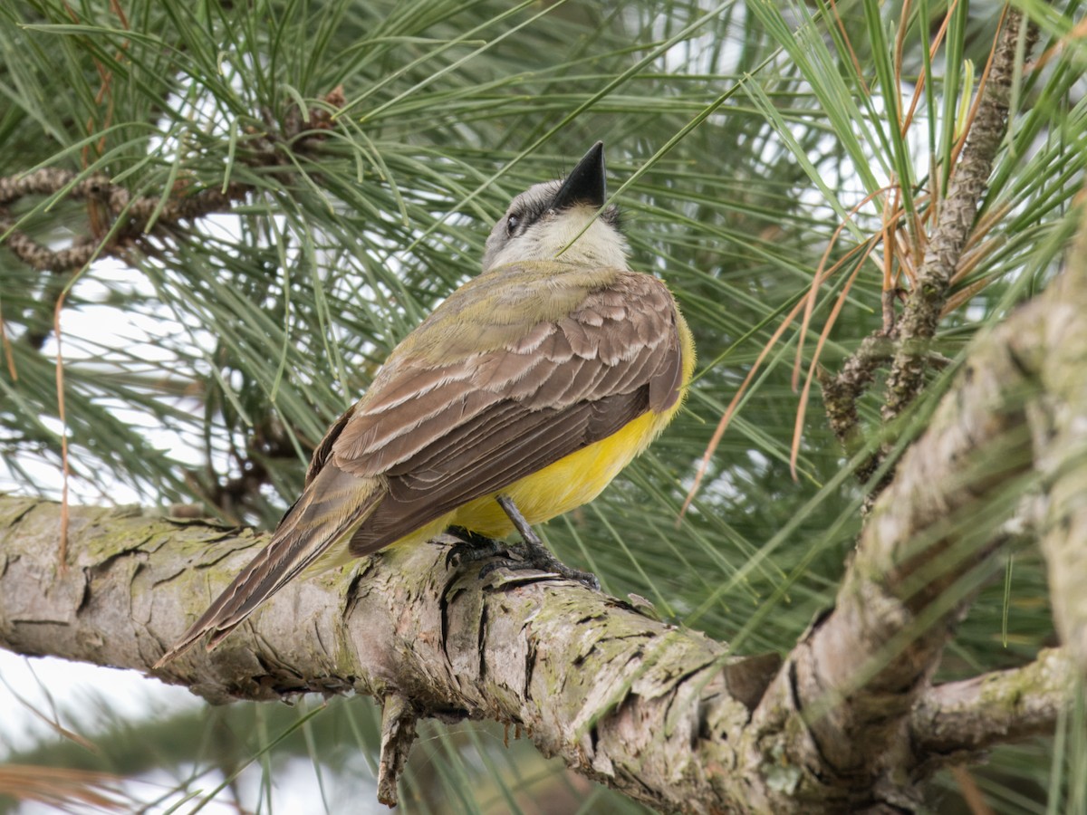 Couch's Kingbird - Cin-Ty Lee