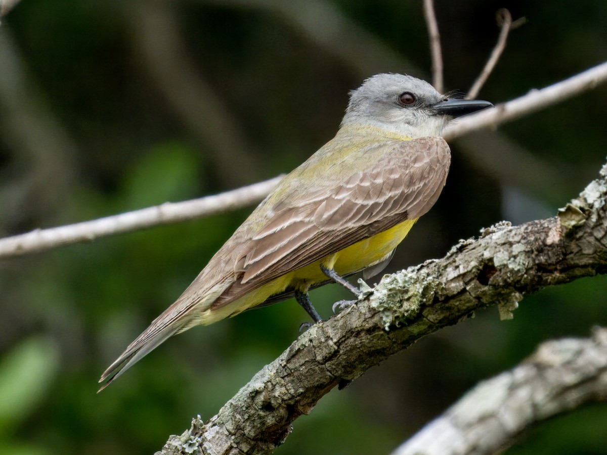 Couch's Kingbird - Cin-Ty Lee