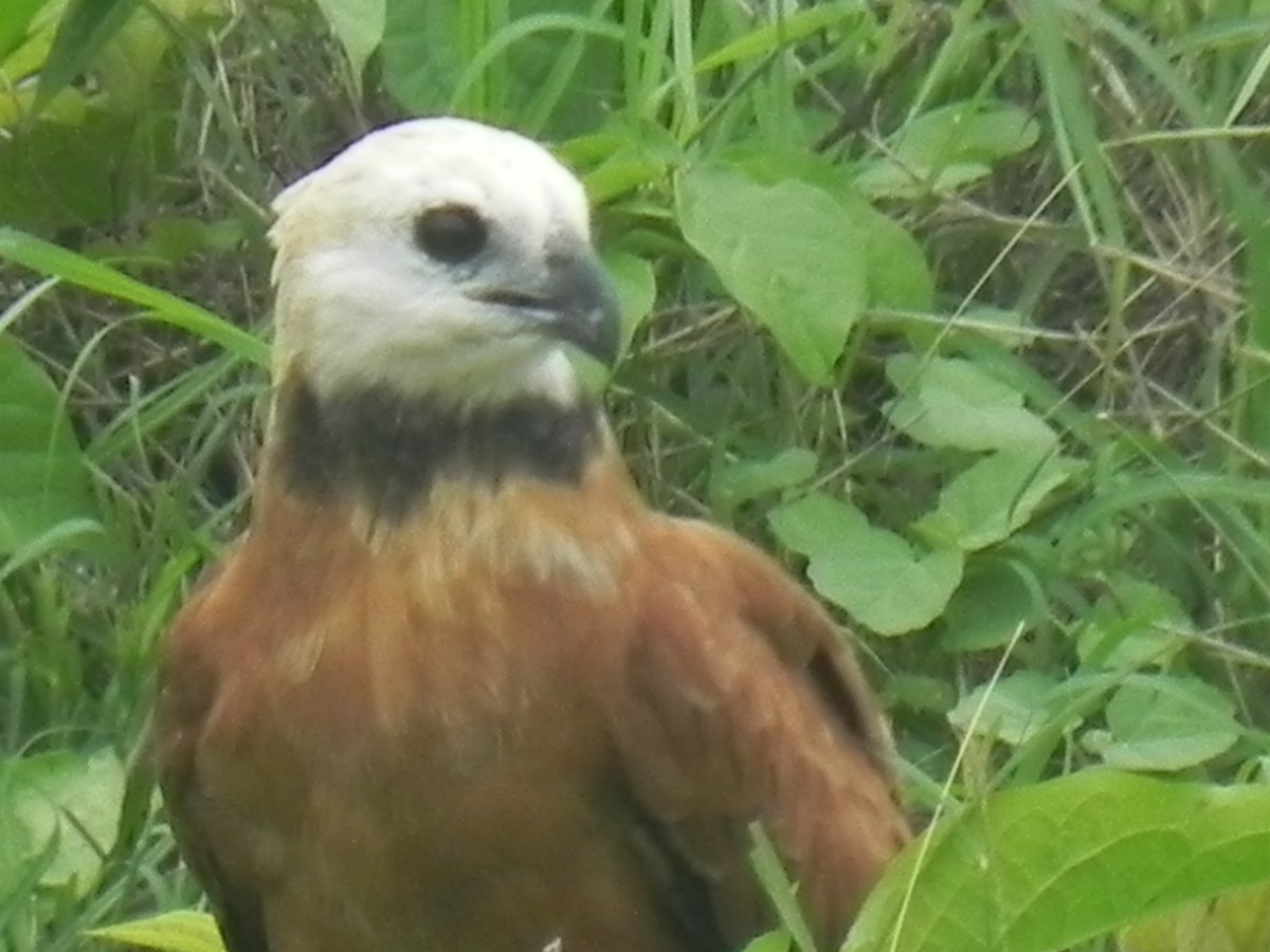 Black-collared Hawk - John Calderón Mateus