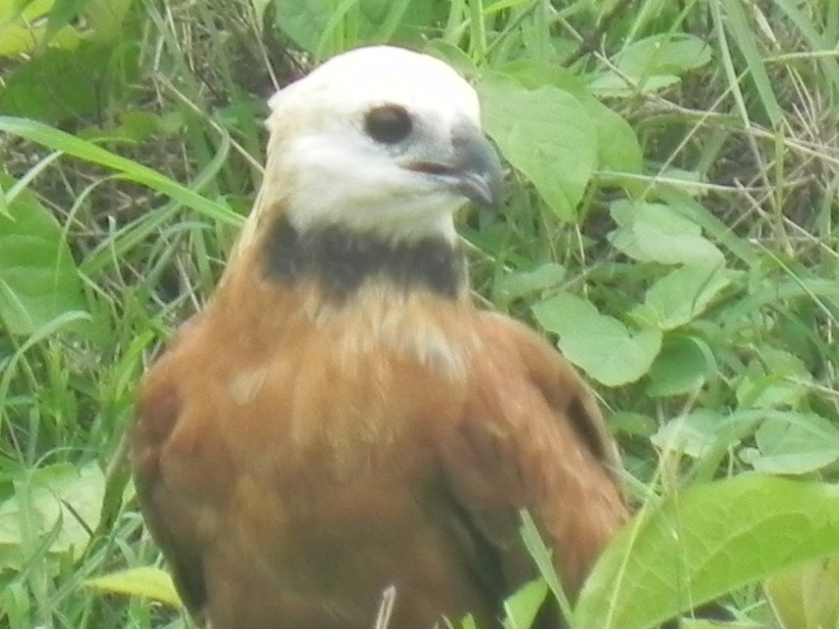 Black-collared Hawk - John Calderón Mateus