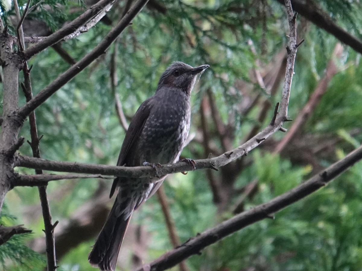 Brown-eared Bulbul - Steve Kornfeld