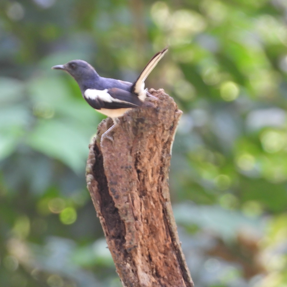 Oriental Magpie-Robin - ML619556782