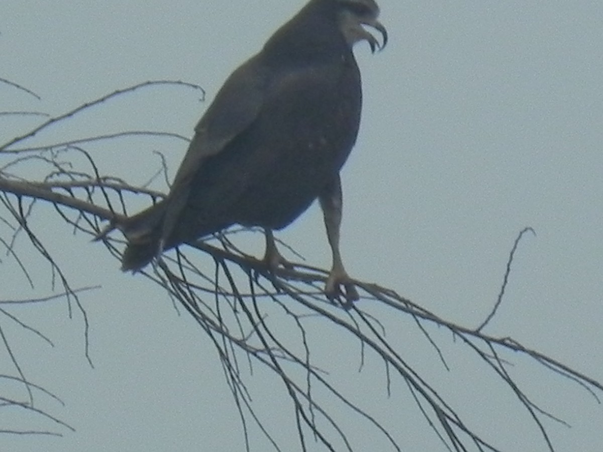 Snail Kite - John Calderón Mateus