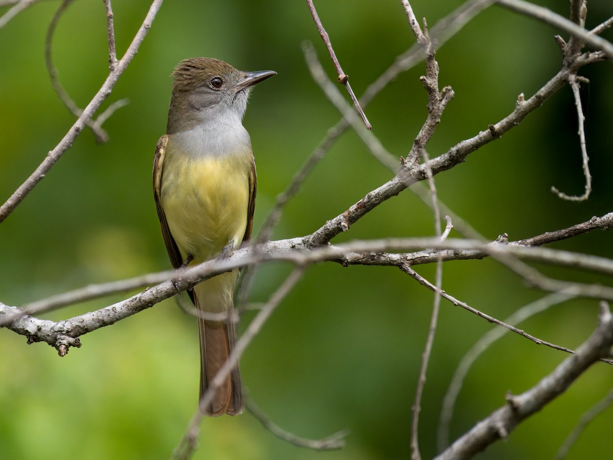 Great Crested Flycatcher - Cin-Ty Lee