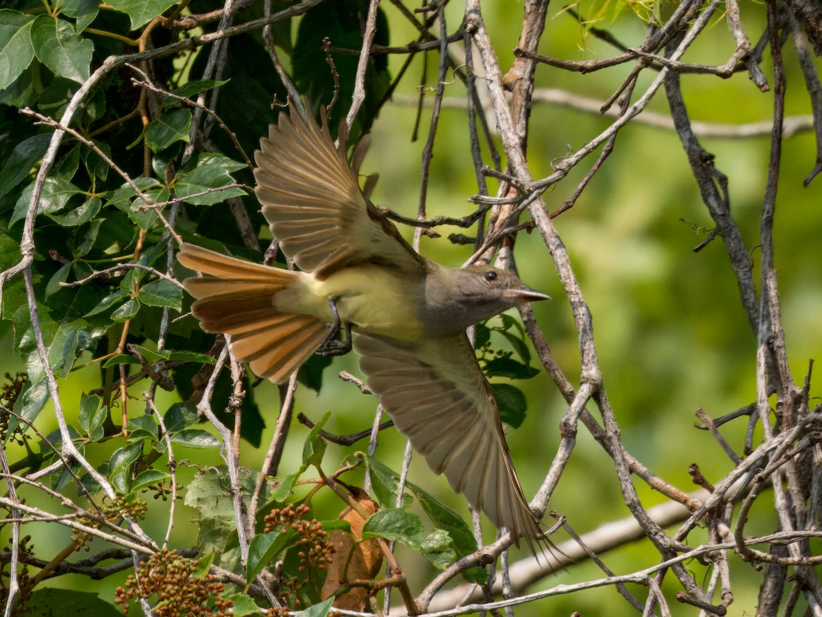 Great Crested Flycatcher - Cin-Ty Lee