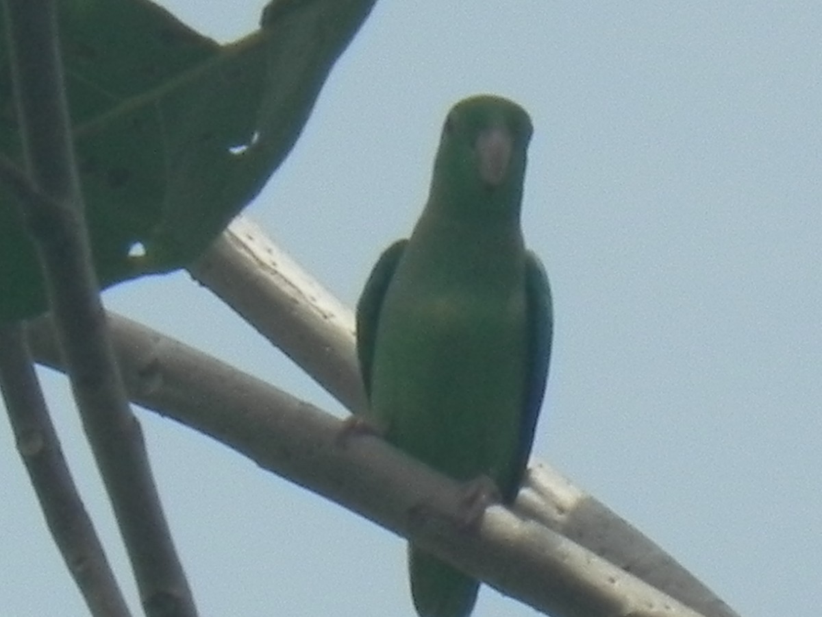 Orange-chinned Parakeet - John Calderón Mateus