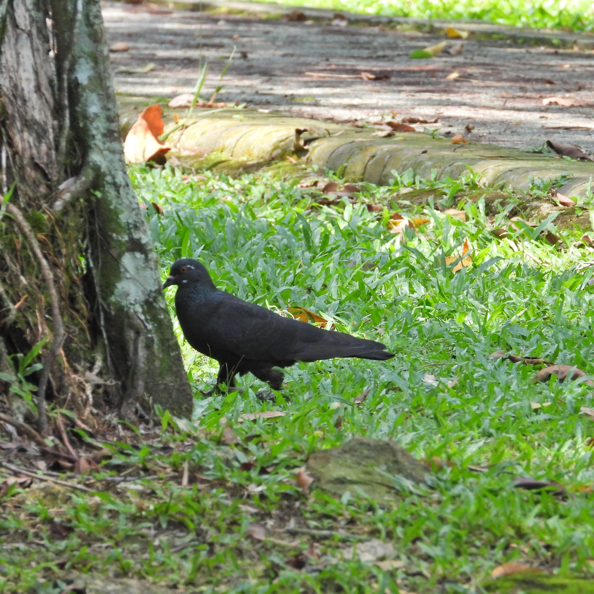 Rock Pigeon (Feral Pigeon) - ML619556798