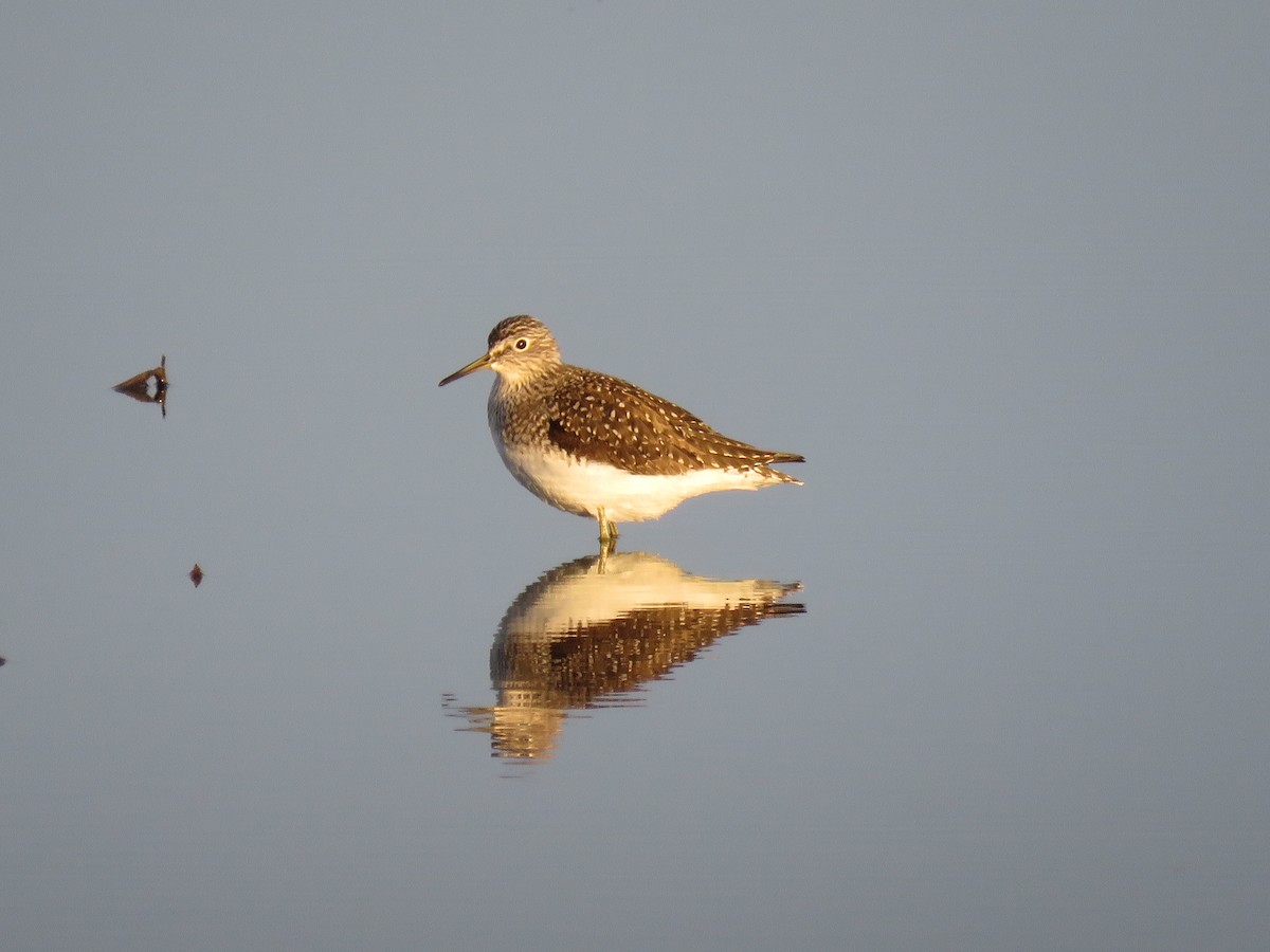 Solitary Sandpiper - Christine W.