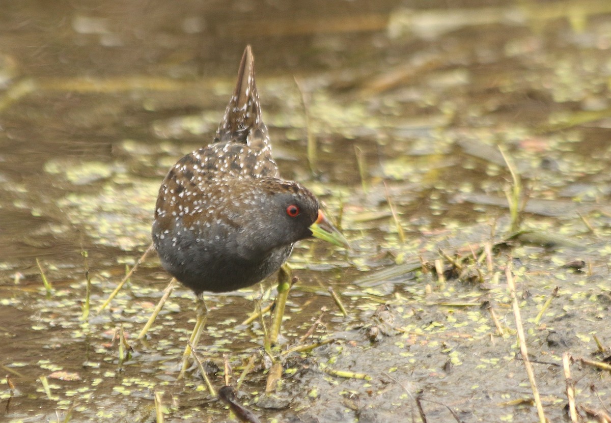 Australian Crake - David  Mules