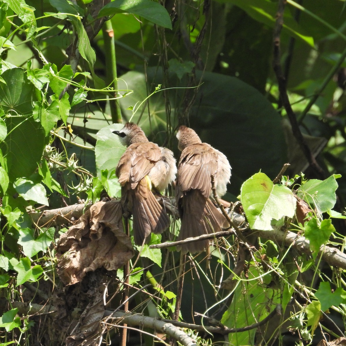 Yellow-vented Bulbul - ML619556807