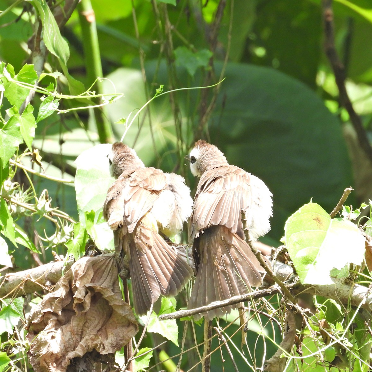 Yellow-vented Bulbul - Alisha Tay