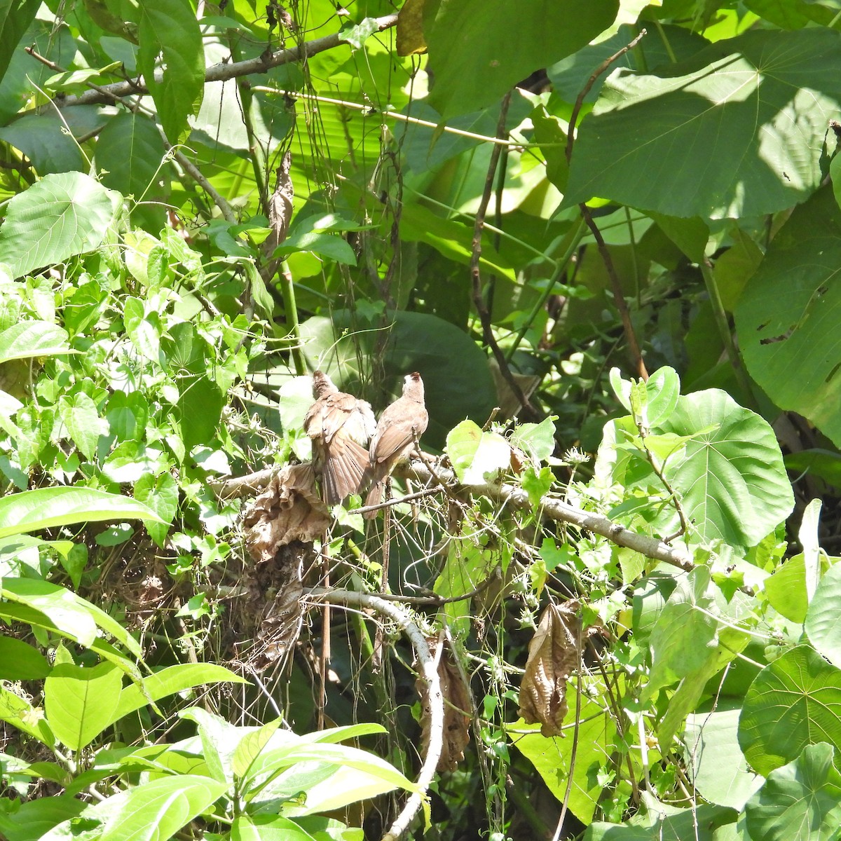 Yellow-vented Bulbul - Alisha Tay