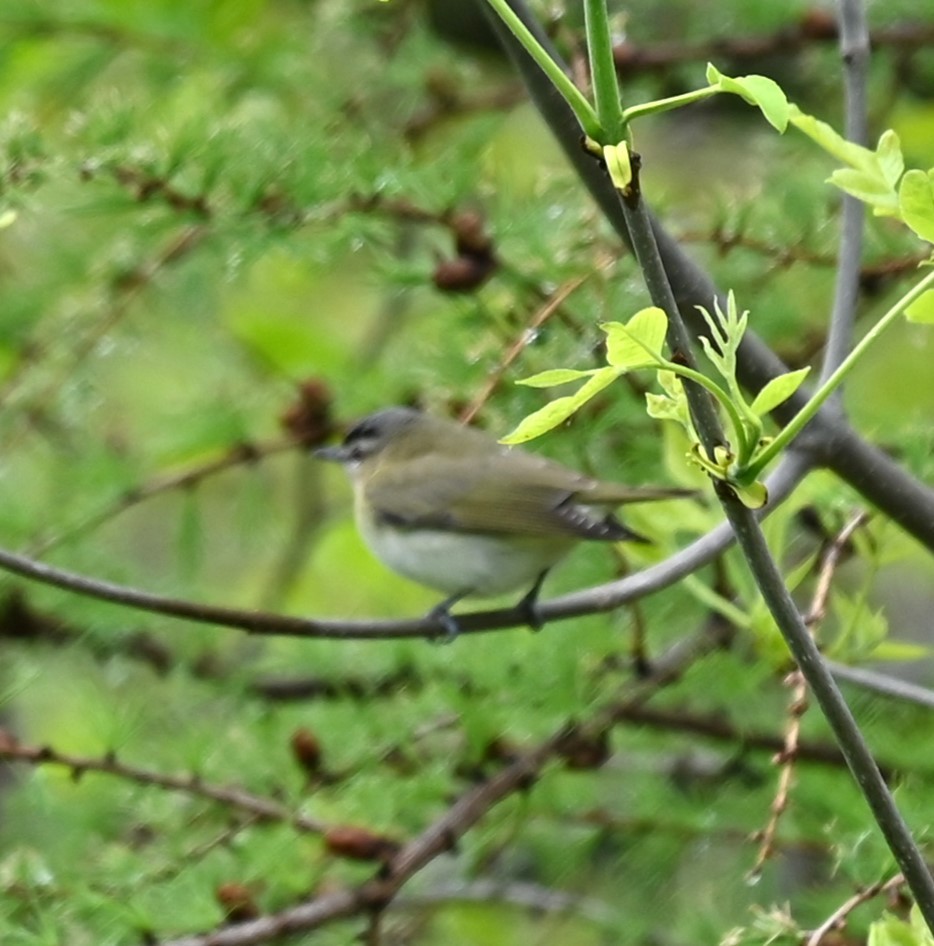 Red-eyed Vireo - Nicolle and H-Boon Lee