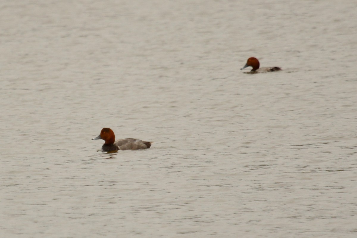 Redhead - Craig Fosdick