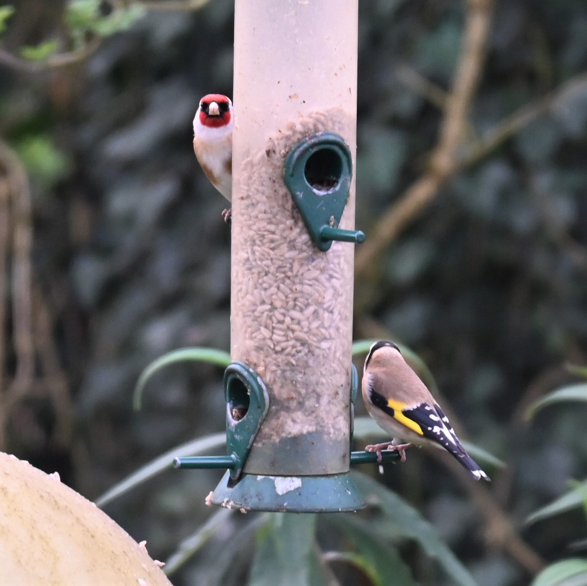 European Goldfinch - Gillian  Richards