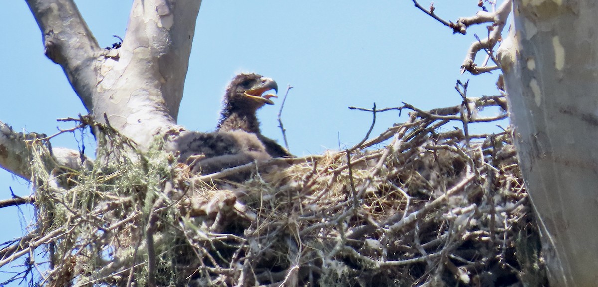 Bald Eagle - Petra Clayton