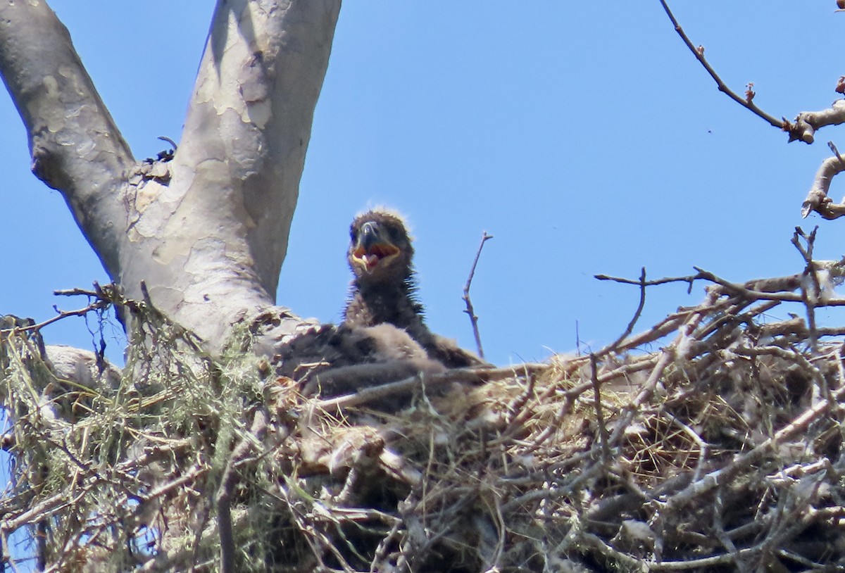 Bald Eagle - Petra Clayton