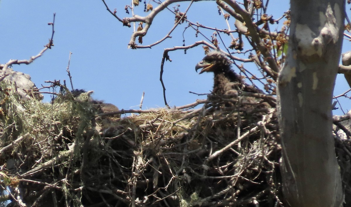 Bald Eagle - Petra Clayton