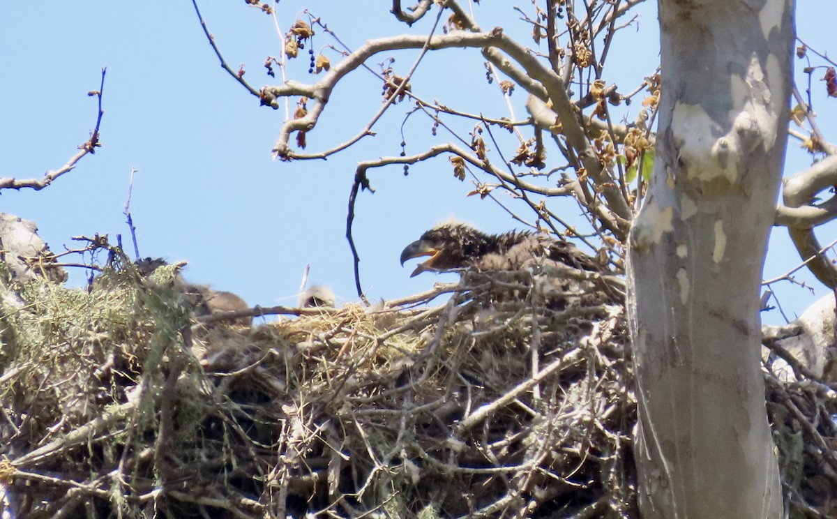 Bald Eagle - Petra Clayton