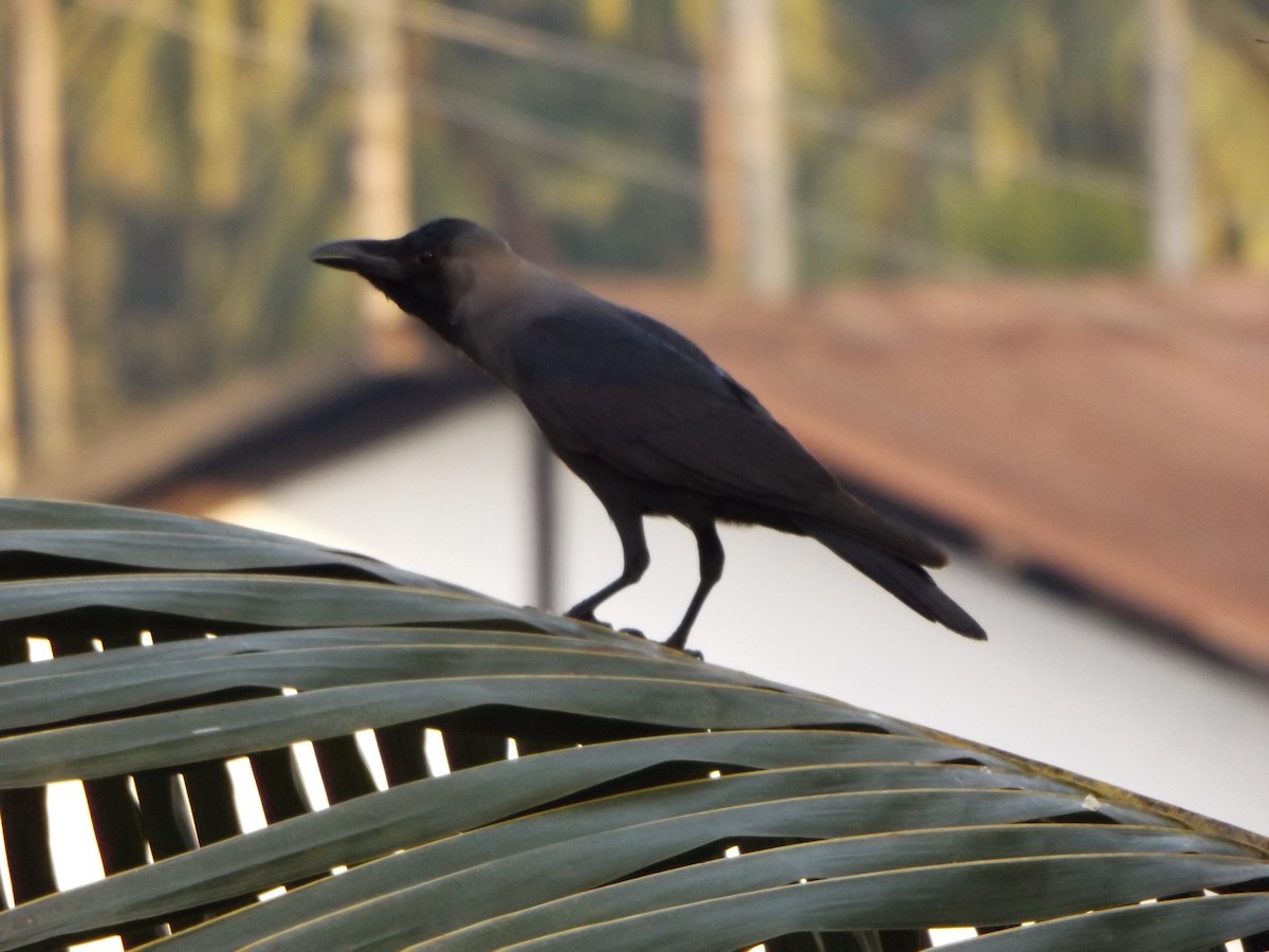 House Crow - Rodney Macready