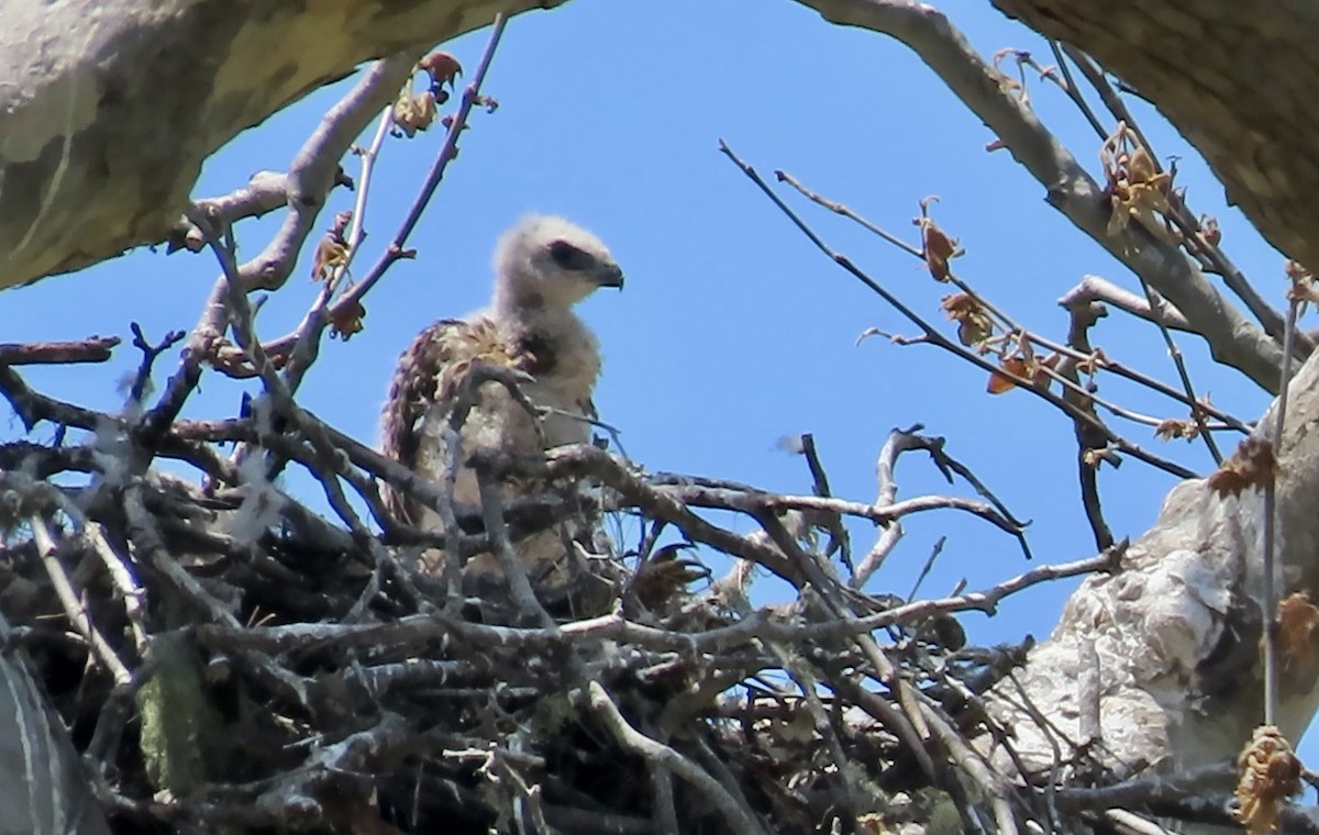 Buteo sp. - ML619556826