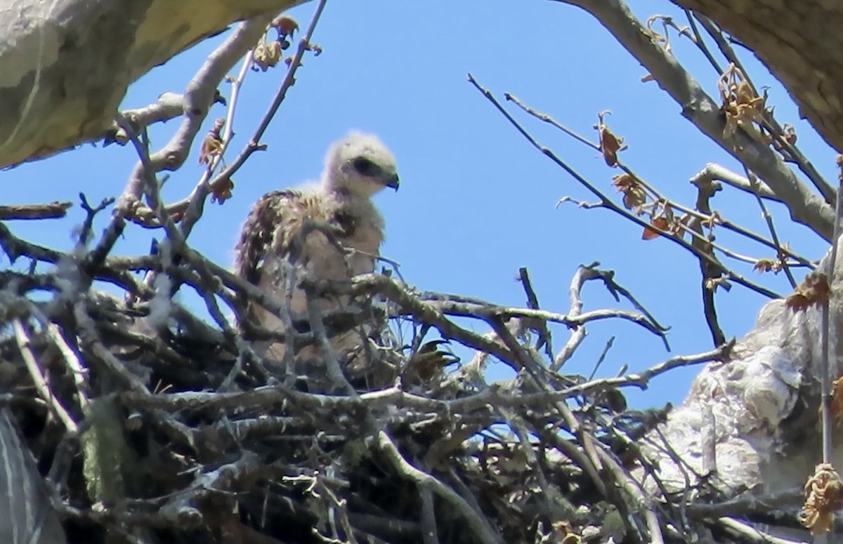 Red-tailed Hawk - Petra Clayton