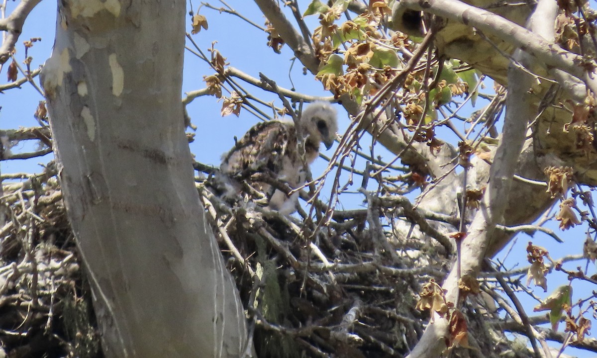 Red-tailed Hawk - Petra Clayton