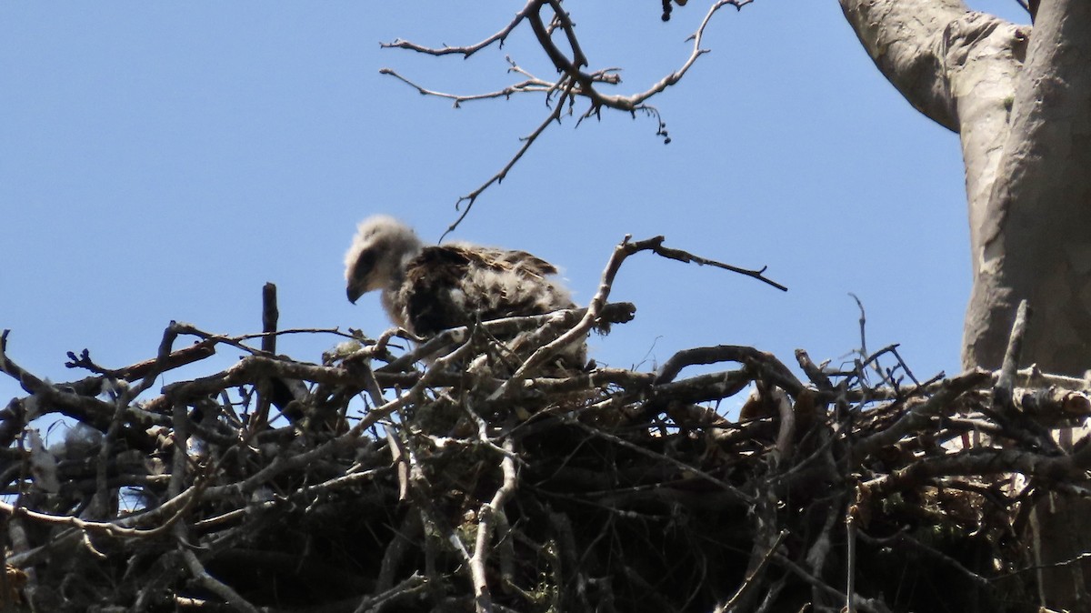 Red-tailed Hawk - Petra Clayton