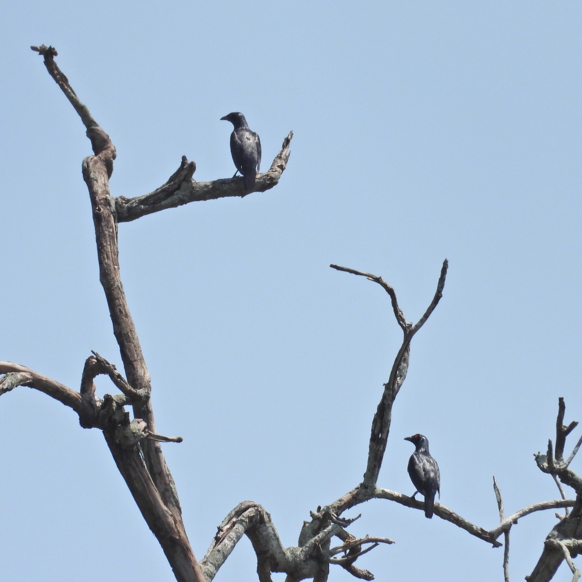 Asian Glossy Starling - ML619556831