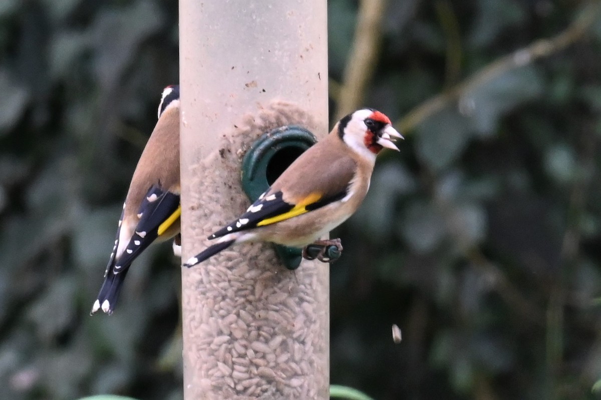 European Goldfinch - Gillian  Richards