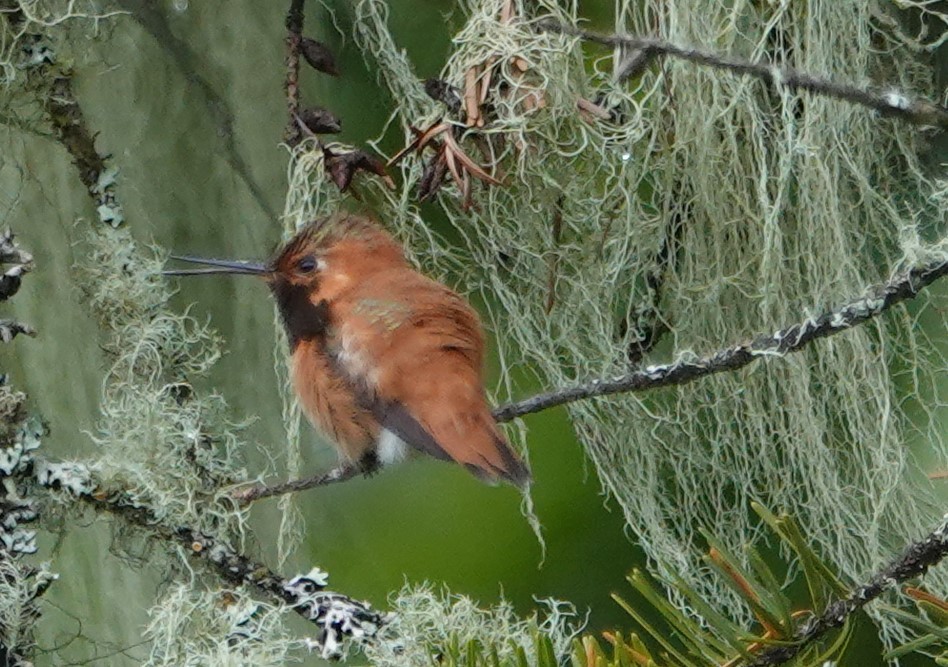 Rufous Hummingbird - Ann Nightingale