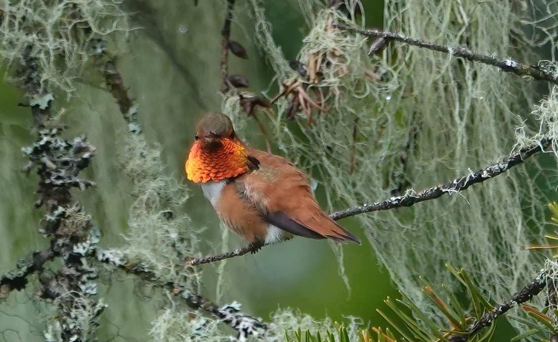 Rufous Hummingbird - Ann Nightingale
